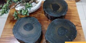 Cây gỗ mun có nguy cơ tuyệt chủng ở Việt Nam