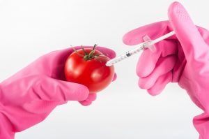 Cà chua biến đổi gen